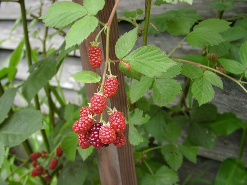 !!Por que en el campo tambien hay que comer!! (PLANTAS) Viu1181983678p