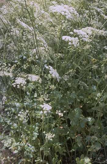 !!Por que en el campo tambien hay que comer!! (PLANTAS) Arx1185043897f