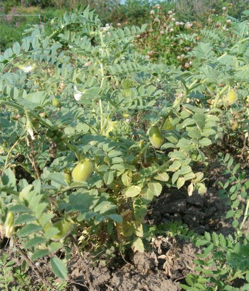 !!Por que en el campo tambien hay que comer!! (PLANTAS) Arx1185113726c