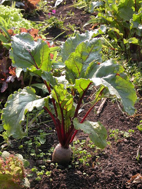 !!Por que en el campo tambien hay que comer!! (PLANTAS) Bfi1184216959a