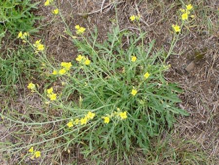 !!Por que en el campo tambien hay que comer!! (PLANTAS) Opt1184130665b