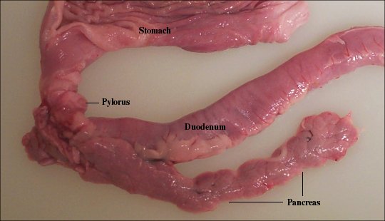 ¿Si pudieras elegir un superpoder cual escogerias? - Página 4 El-pancreas_7289_1_3