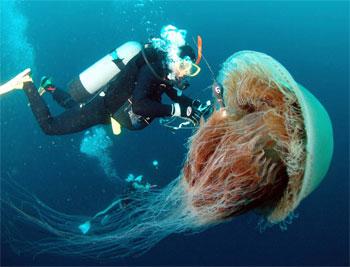 Las asombrosas Medusas de Alexander Semenov, maestro de la foto submarina 1197919505517medusakadn