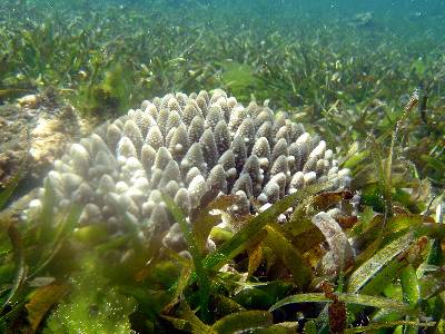 Los océanos corren el riesgo de sufrir una extinción masiva 1308734061386acroporadn