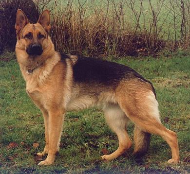 Razas de Perros... Tu Favorito? Dog-germanshepherd-runa