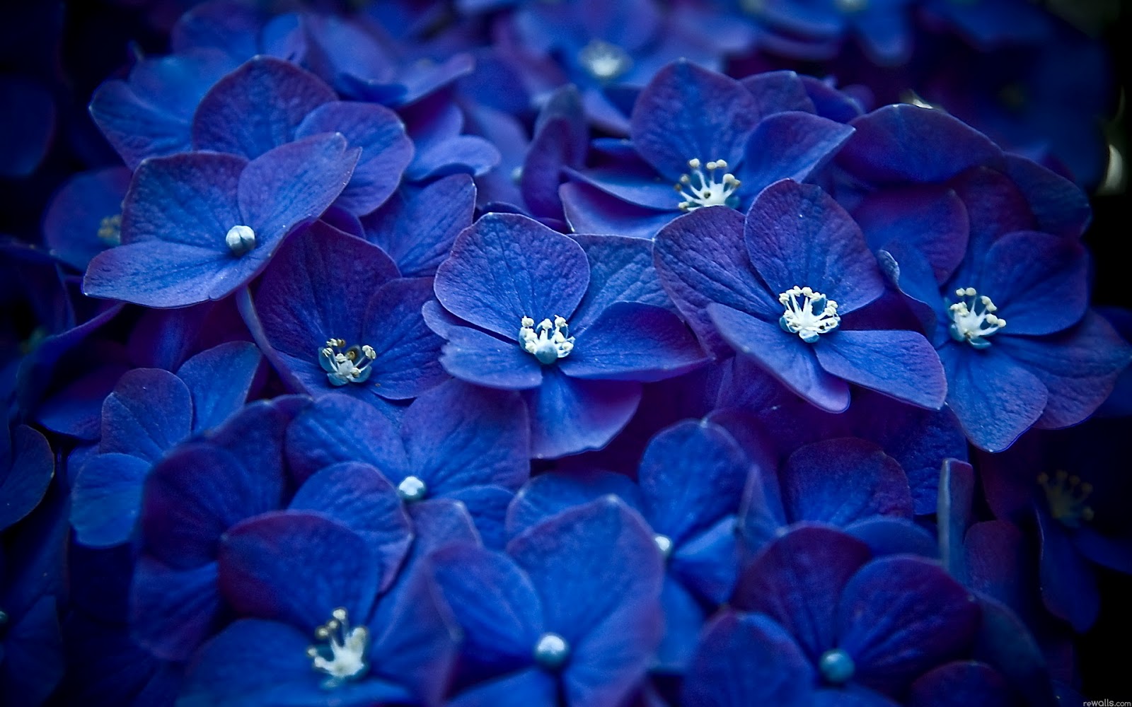 :::Mi universo azul::: - Página 2 Im%C3%A1genes-de-flores-azules-2