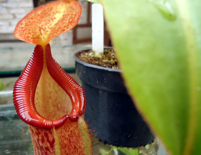 Mis Nepenthes - Tuuagso - Página 7 Arx1333478880y