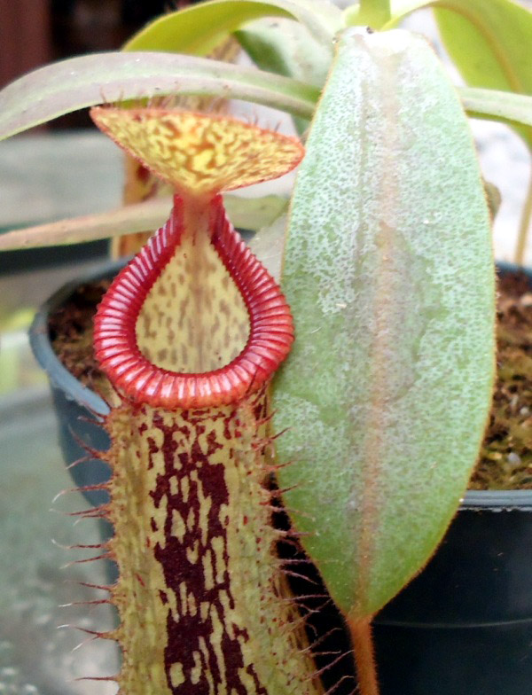 Mis Nepenthes - Tuuagso - Página 7 Arx1334018402g