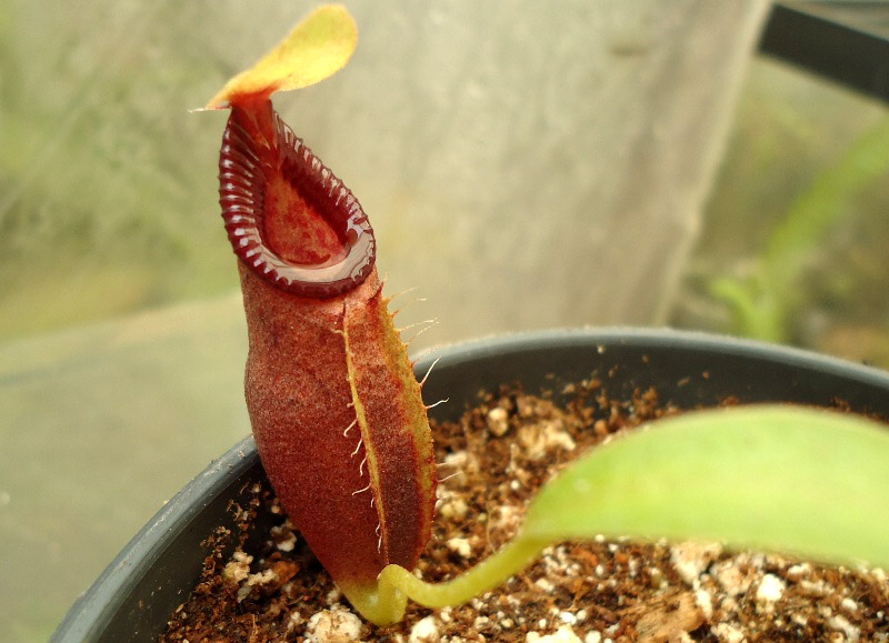 Mis Nepenthes - Tuuagso - Página 8 Arx1335050607b