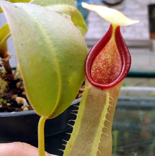 Mis Nepenthes - Tuuagso - Página 7 Cqs1333478842u