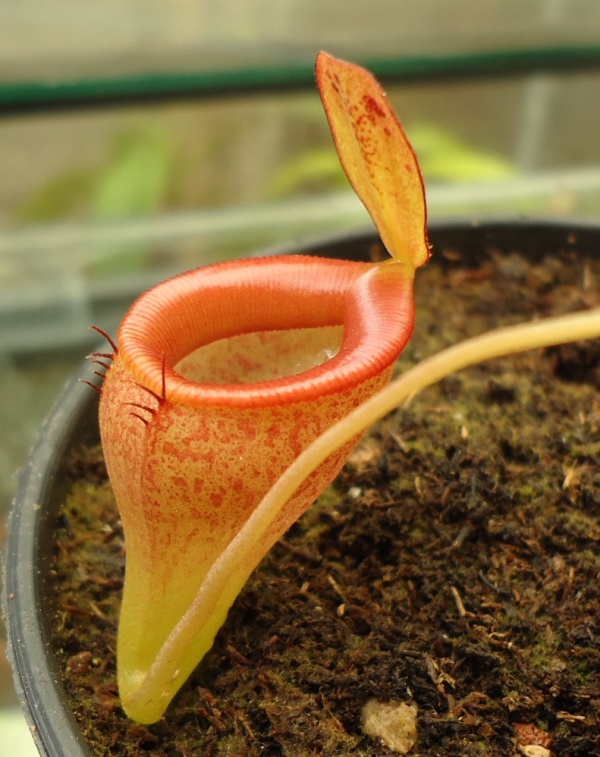 Mis Nepenthes - Tuuagso - Página 7 Cqs1333481138e