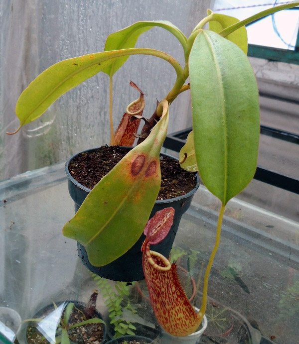 Mis Nepenthes - Tuuagso - Página 8 Jdv1335051142y