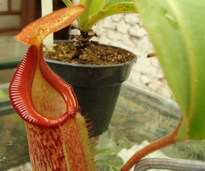 Mis Nepenthes - Tuuagso - Página 7 Klz1333478531e