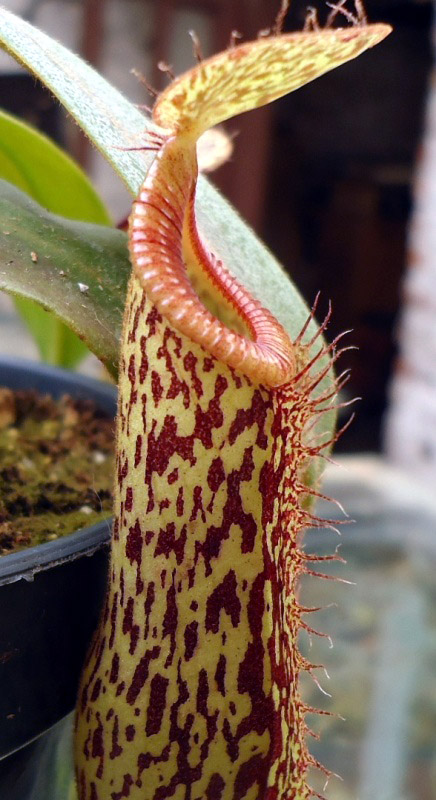 Mis Nepenthes - Tuuagso - Página 7 Klz1333480751r