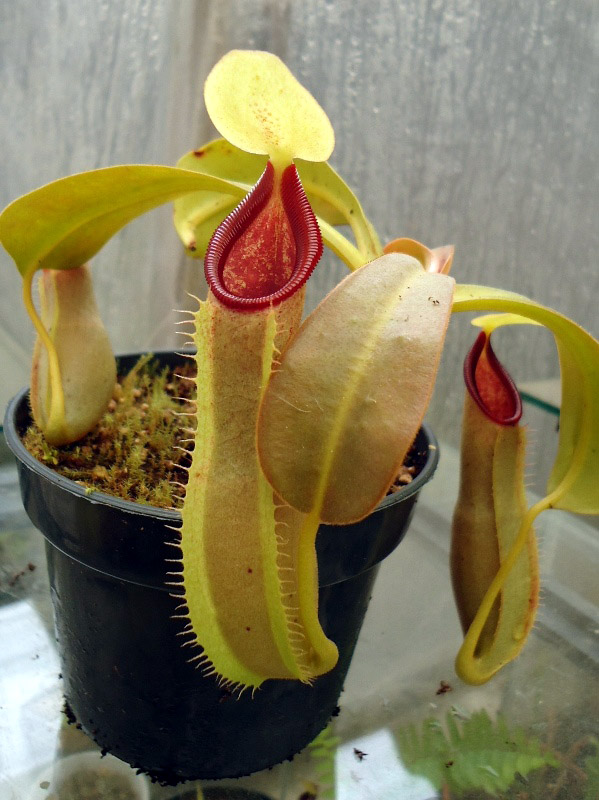 Mis Nepenthes - Tuuagso - Página 8 Klz1335050996m