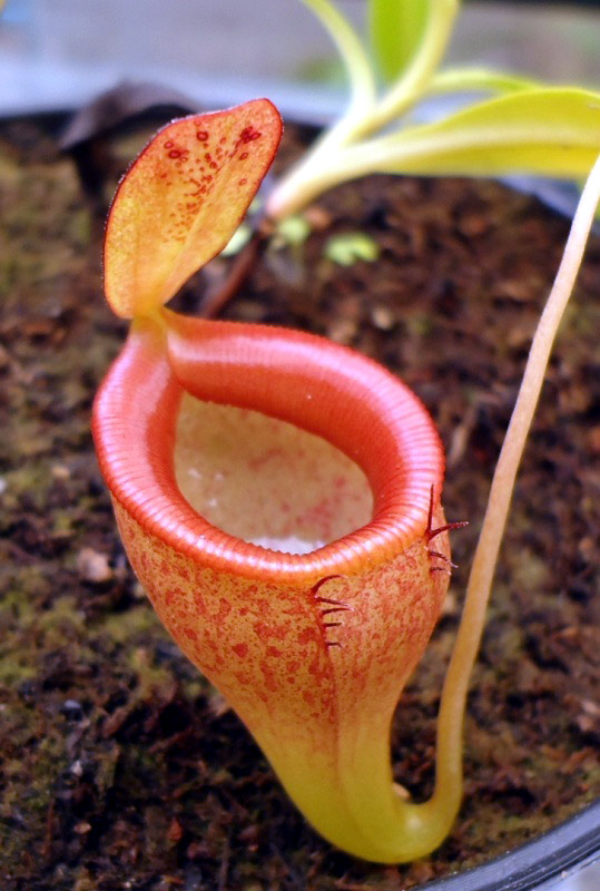 Mis Nepenthes - Tuuagso - Página 7 Opt1333481172l