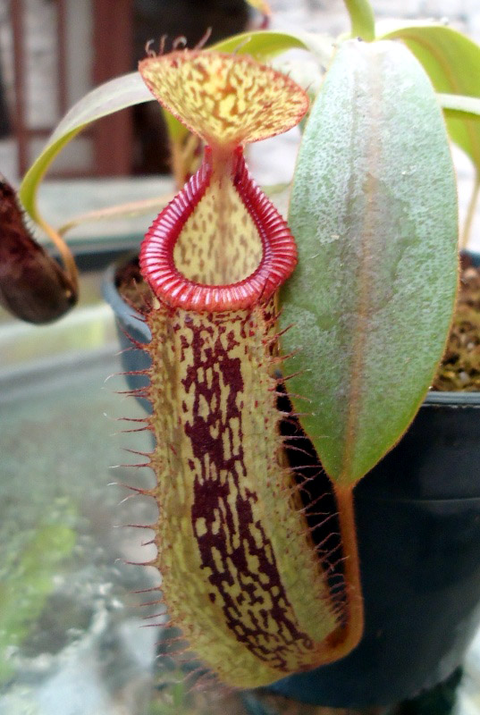 Mis Nepenthes - Tuuagso - Página 7 Opt1334018433v