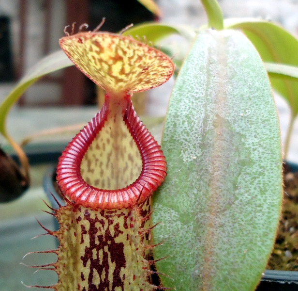 Mis Nepenthes - Tuuagso - Página 7 Opt1334018455u