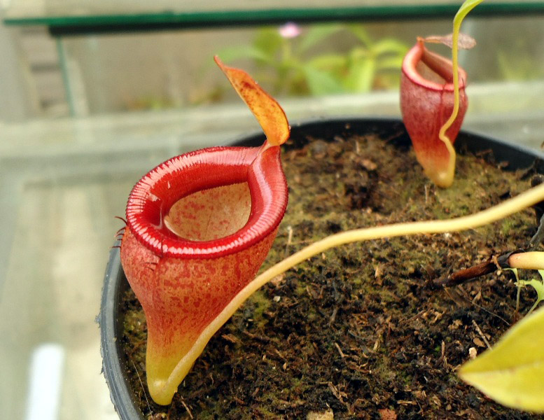 Mis Nepenthes - Tuuagso - Página 8 Opt1335050520d