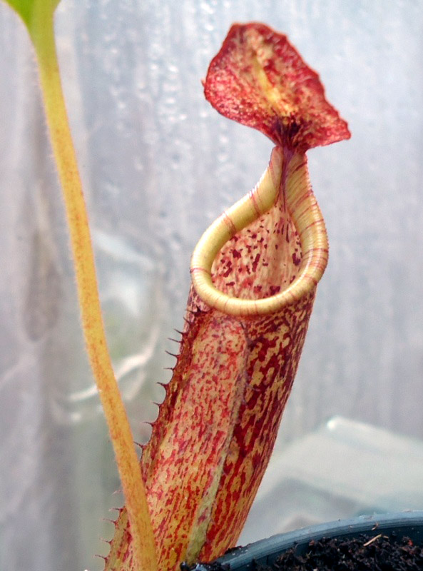 Mis Nepenthes - Tuuagso - Página 8 Opt1335051168j