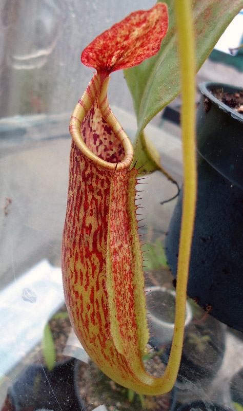 Mis Nepenthes - Tuuagso - Página 8 Rgh1335051216y