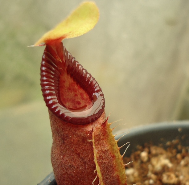 Mis Nepenthes - Tuuagso - Página 8 Viu1335050584u