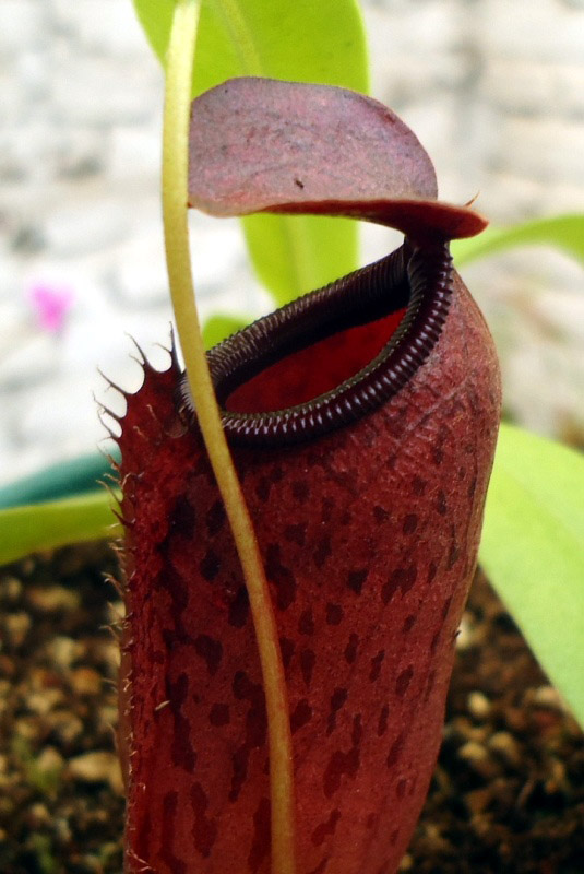 Mis Nepenthes - Tuuagso - Página 8 Cqs1336688863q