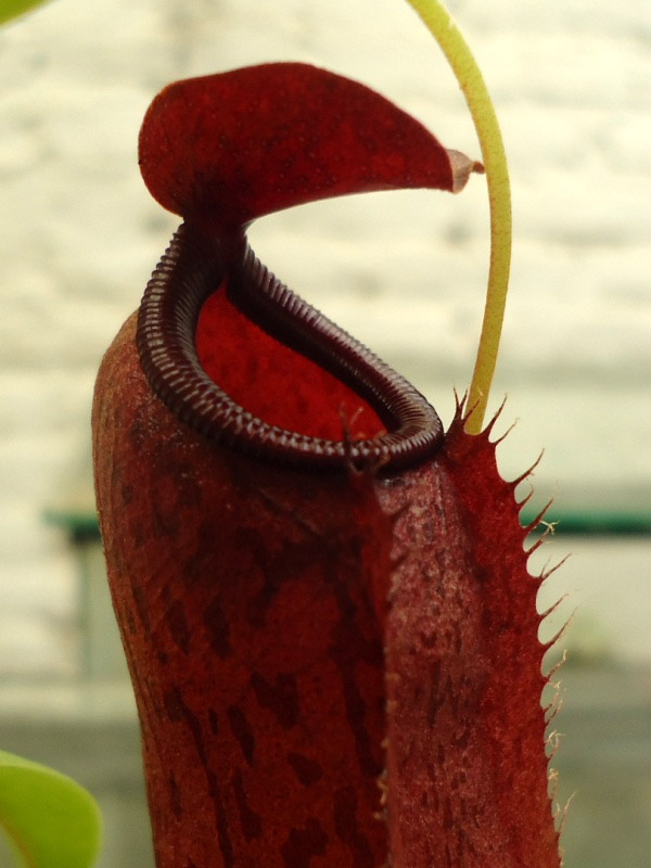 Mis Nepenthes - Tuuagso - Página 8 Rgh1336688950h