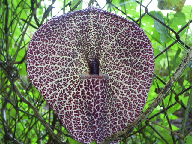 Lo maravilloso de la naturaleza : Las aristoloquias,una hermosa flor. Arx1320945029d