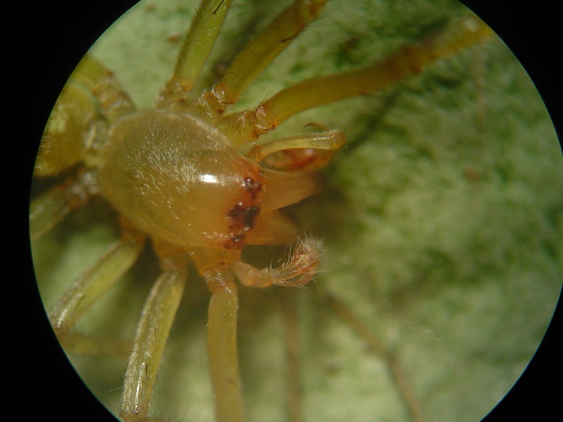 Araña de Canarias Arx1332843610b