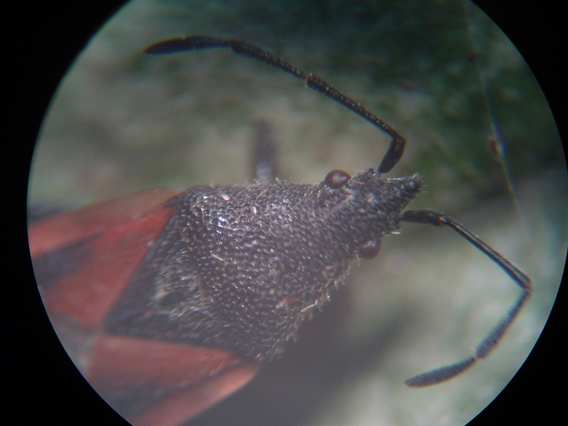 [identificado] Hemiptera de Canarias Bwy1332843339b