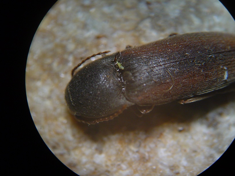 Elateridae a determinar Klz1332694571i