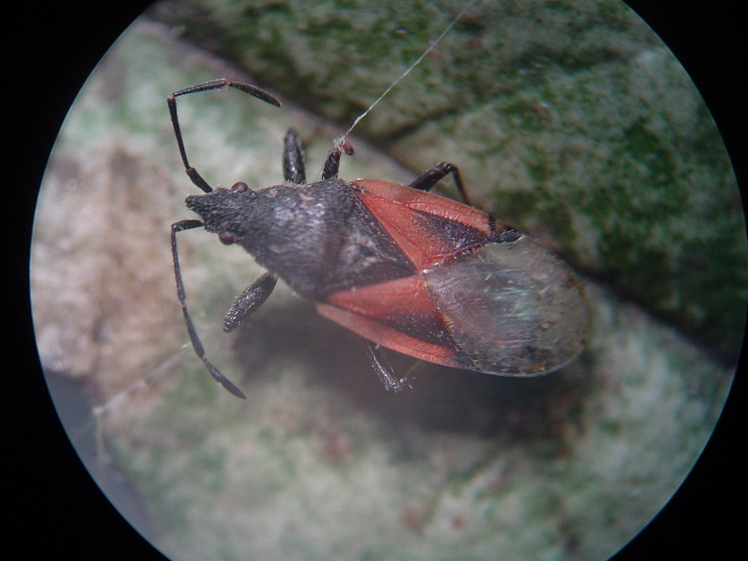 [identificado] Hemiptera de Canarias Rgh1332843287z