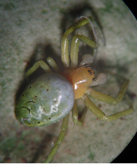 [identificado] Araña de Canarias Viu1332695234x