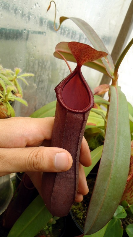 Mis Nepenthes - Tuuagso - Página 8 Bwy1338689288v