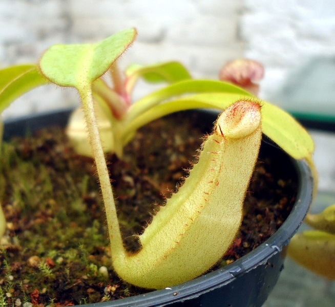 Mis Nepenthes - Tuuagso - Página 8 Cqs1338689118e