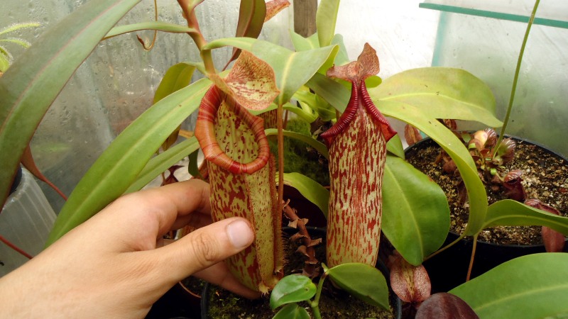 Mis Nepenthes - Tuuagso - Página 8 Viu1338689493g