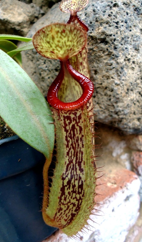 Mis Nepenthes - Tuuagso - Página 8 Viu1338689654t