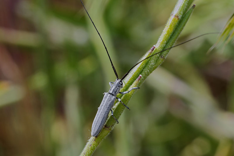 [identificado] Calamobius filum para confirmar Bfi1342541512r