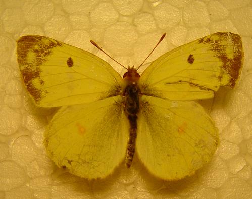 [identificada] Colias alfacariensis Viu1318765382s