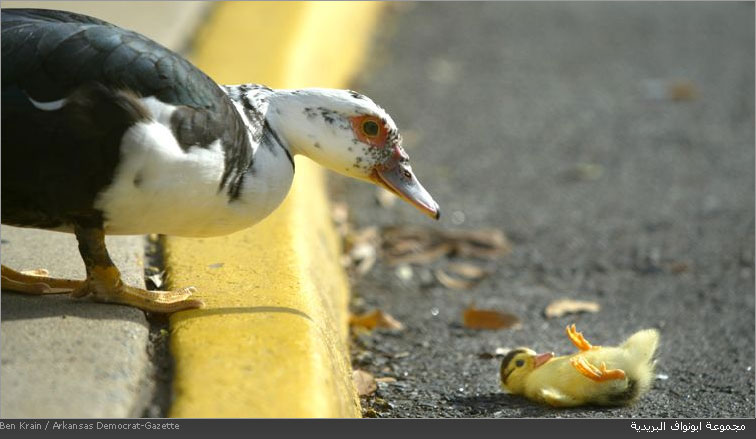 أقوى الصور العالمية لعام 2004 Bestphoto2004r34