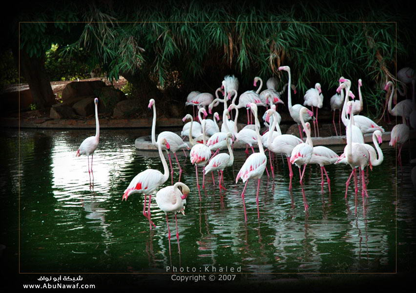 طيور رائعة..... سبحان الله Birds002