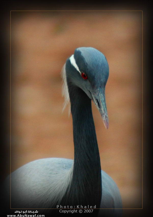 اسمه ابو جنية لا تحارش علشان ما تنفرش Birds004