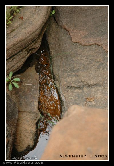 صور خاصة جدا لغابات الحبلة Mk408_aliabha98