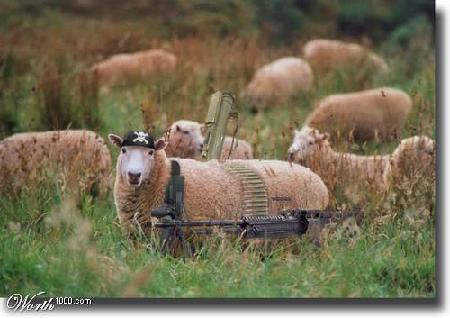 بمناسبة العيد الخرفان متنكرة Sheep3