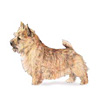 گونه های مختلف سگ تریر - Terrier Breeds Sm_artwork