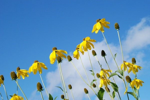 مناظر جميلة  - صفحة 7 Nature_flower_sky_218344