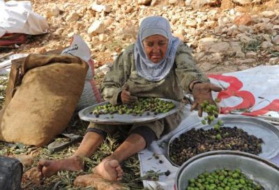 موسم الزيتون موسم الحصاد في فلسطين  3882328931