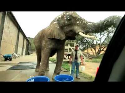 بالصور... فيل يعمل في غسل السيارات بمبلغ 20 دولار !! 3909760757