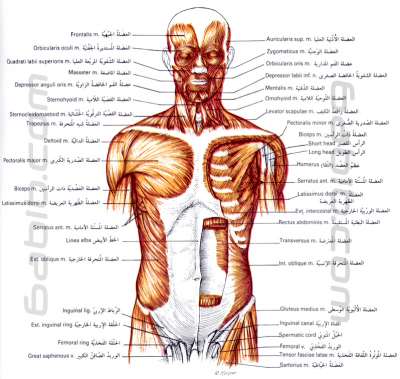 غرائب وعجائب في جسم الإنسان ! 3909767965